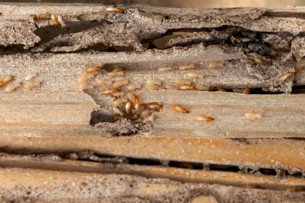 Best Exterminator Services  in Wagner, SD